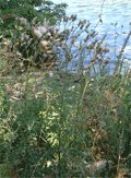 composées